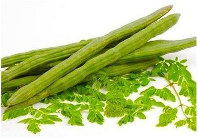 CYBEXIS XLR-6 - Moringa Oleifera Drumstick - (1350 Seeds) Seed(1350 per packet)