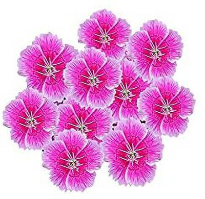 Aywal Dianthus Barbarini Red Flower Seed(30 per packet)