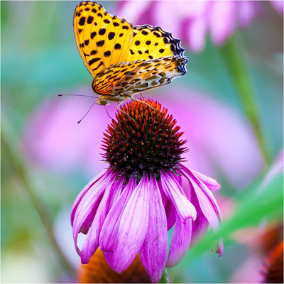 WILLVINE ™ Purple Coneflower (Echinacea purpurea)-2000 SEEDS Seed(2000 per packet)