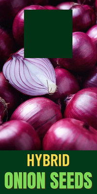 Qualtivate RES-8A ONION/KAANDHA/PYAAZ SEEDS Seed(500 per packet)
