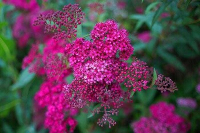 VINGTON Lobularia maritima flower pink-alyssum Seed(80 per packet)