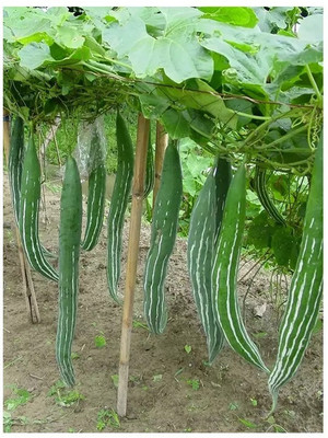 the green dotcom Snake Gourd – Trichosanthes Cucumerina Seed(62 per packet)