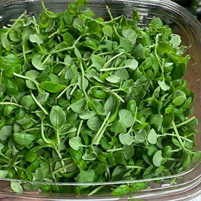 CRGO BASIL , TULSI Seed(20 per packet)