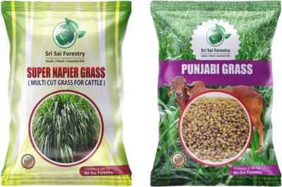 SRI SAI FORESTRY Super Napier and Punjabi Grass Seeds Combo,Multicut Grass Seed(800 per packet)