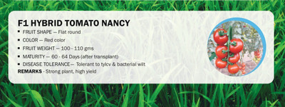 VibeX F1 HYBRID TOMATO NANCY(2500 Seeds) Seed(2500 per packet)