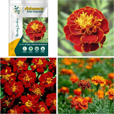 Clint F1 HYBRID FRENCH MARIGOLD FLOWER SEEDS & PLANT Seed(1000 per packet)