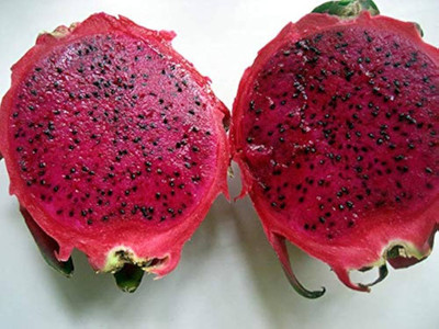 ibains Dragon fruits seed pack of 16 Seed(16 per packet)
