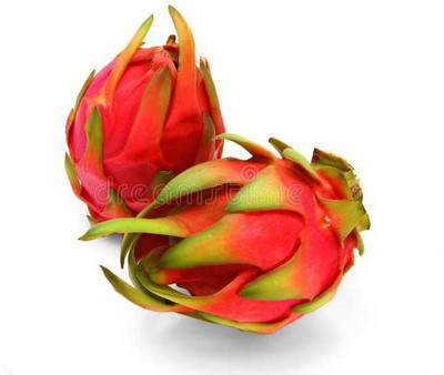 Oliver bet Quality F1 model dragon fruit seeds Seed(65 per packet)