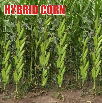 HYBRID 1kg corn/maize seeds Highest yield variety long bhutta Seed(1 kg)