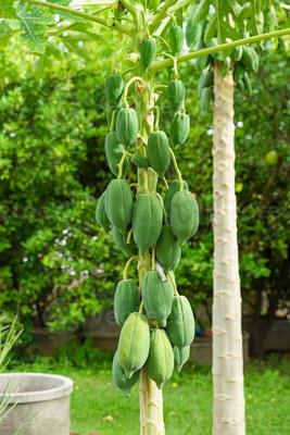 Pbevergreen Fresh Red Lady Hybrid Papaya Fruit Seed(20 per packet)