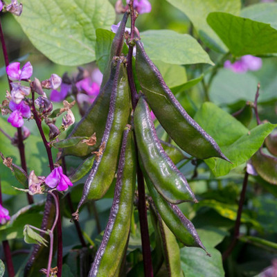 SREE Runner Beans Seed, Organic Gardening Vegetable Seed, Runner Beans, Sim Hybird Seed(25 per packet)
