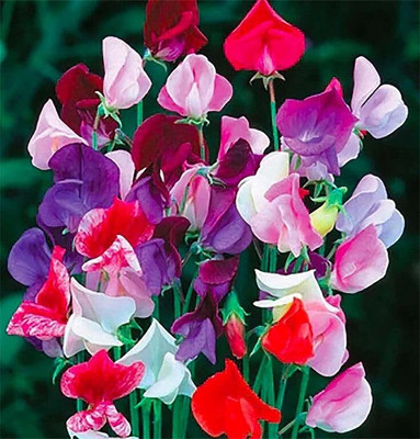 Lorvox Sweet Pea Flower Seeds F1 Hybrid Seed(30 per packet)