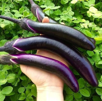 UGRA Brinjal Seed(400 per packet)