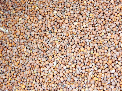 Urancia Mooli Beej Radish Seed Mooli Ke Beej Raphanus sativus 100g Seed(1 per packet)