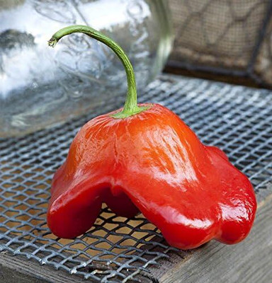 Biosnyg Fast Growing Bishops Crown Pepper Seeds for Terrace Gardening-(2000 Seeds) Seed(2000 per packet)