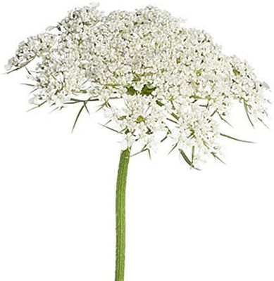 CYBEXIS GUA-83 - Queen Anne's Lace - Wild Carrot - (180 Seeds) Seed(180 per packet)