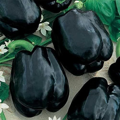KNESSiN Black Capsicum Sweet Bell Pepper Non GMO-[300mg] Seed(50 per packet)