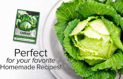 WILLVINE SYN -X Cabbage Seeds - Golden Acre Green [10g] Seed(3000 per packet)