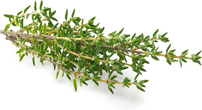 CYBEXIS XLR-23 - Thyme German Winter - (1350 Seeds) Seed(1350 per packet)