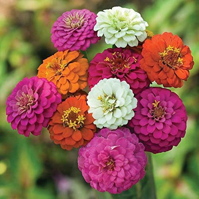 CYBEXIS PUAS-26 - Pom Pom Pompon Zinnia - (30 Seeds) Seed(30 per packet)