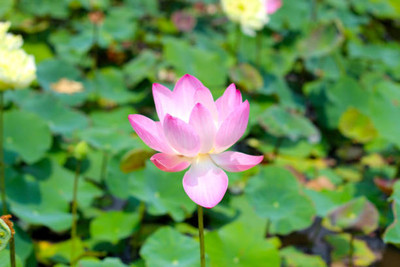 Elysian Enterprises lotus,kamal seeds Seed(13 per packet)