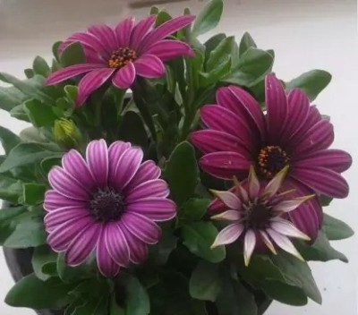 MAA Gazania Seed(11 per packet)