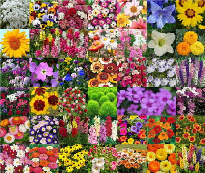 Agnico Agnico 40 Variety Of Flower Seeds Combo Pack With Instruction Manual.… Seed(40 per packet)