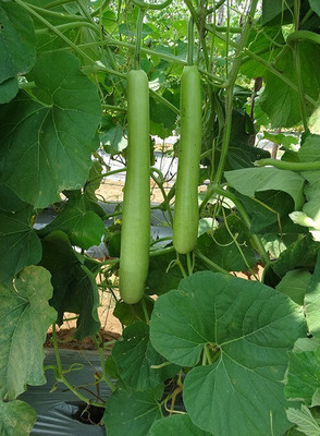 Quentova Long Bottle Gourd Seeds-LXI Seed(75 per packet)
