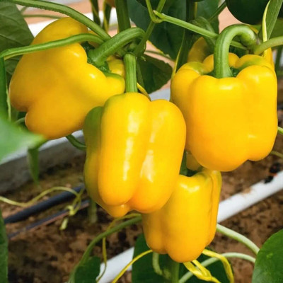 Aywal YELLOW Color SHIMLA MIRCH Seed(40 per packet)
