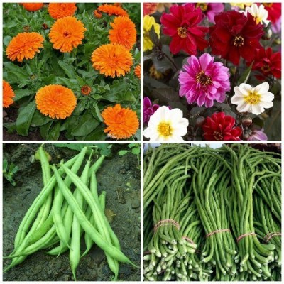 SimXotic Lobia Cowpea, Calendula Flowers, Dahlia Single Petal Flowers & French Beans Seed(4 per packet)