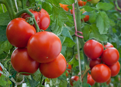 SEATERN tomato Seed(115 per packet)