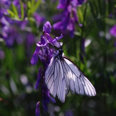 Qualtivate PAU-276 Purple Lavender Seeds Seed(500 per packet)