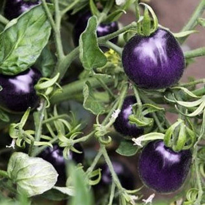 CYBEXIS High Germination Purple Cherry Tomato Seeds2000 Seeds Seed(2000 per packet)