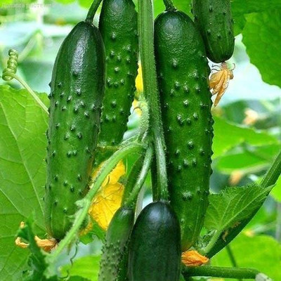 VibeX ® XXL-537 Indoor Cucumber Self-Pollinated April F5 Seed(200 per packet)
