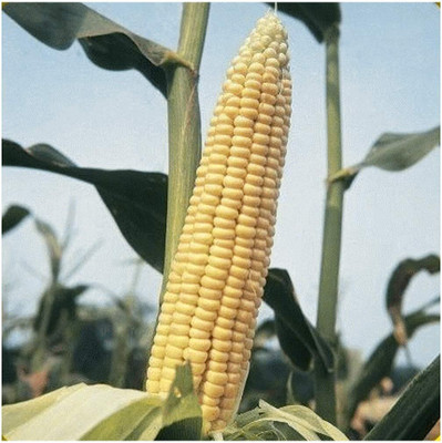 Qualtivate PUAS-7A Golden Bantam Open Pollinated Corn Seed(400 per packet)