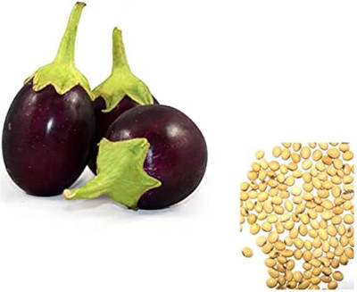 ibains Brinjal seeds Seed(390 per packet)