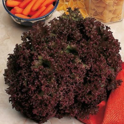 CYBEXIS Lettuce seeds LOLLO ROSSA old Italian variety, Heirloom4000 Seeds Seed(4000 per packet)