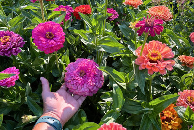 DEYS AGRO ® hybrid zinnia flower seeds 18 Seed(18 per packet)