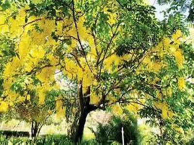 Garden Basket Hubb Cassia Fistula Tree Seeds | Shower Tree, Amaltas Seed, Indian Laburnum Seeds Seed(133 per packet)
