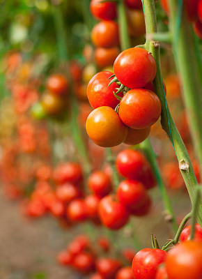 AA ENTERPRISES tomato Seed(30 per packet)