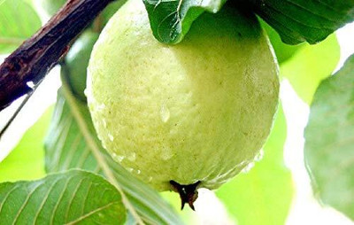 Aywal Thailand Guava Fruit Seed(65 per packet)
