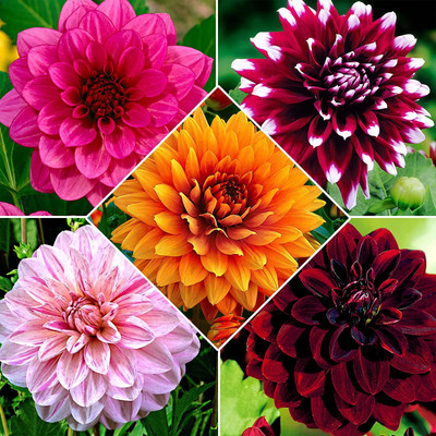 Aywal Dahlia Mixed Seeds Cactus Dwarf Rare Flower Seed(70 per packet)