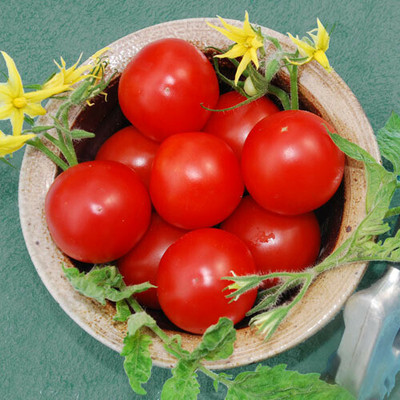 Quentova Tomato Red टमाटर-SNIG-11S Seed(300 per packet)