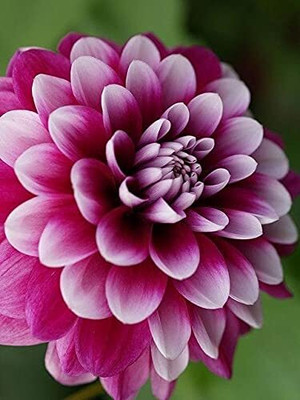 Qualtivate VVI-477 Dahlia Double Mix F1 Hybrid Seeds Seed(50 per packet)