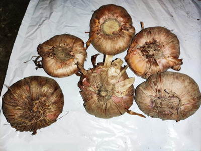 CRGO GLADIOULUS Seed(24 per packet)