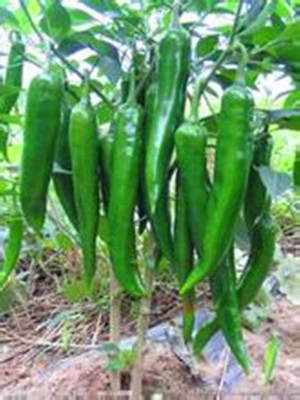 CYBEXIS F1 Hybrid Chilli Seeds Meteor shower2400 Seeds Seed(2400 per packet)