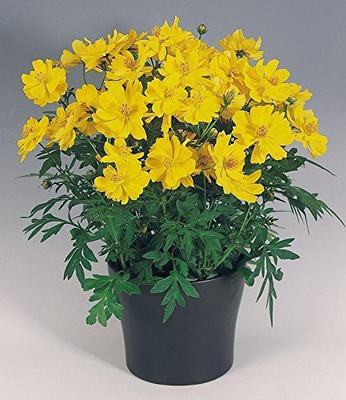 KANAYA Cosmos Orange Seeds Seed(10 per packet)