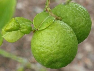 Aywal Citrus Limon (Lemon) Seed(34 per packet)