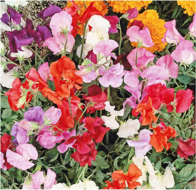Qualtivate PUA5-A Knee High Sweet Pea Mixed Seeds Seed(200 per packet)