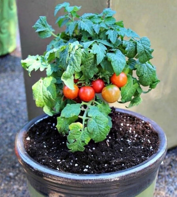 DEYS AGRO ™ High Yield Tomato Seeds for Home Garden Seed(140 per packet)
